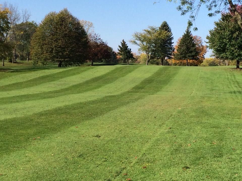 A lush green field of grass with trees in the background.