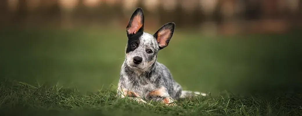 Small speckled dog sitting in grass, ears perked up, looking at the camera.