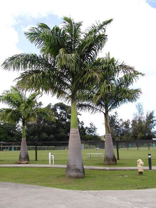 Palm Trees
