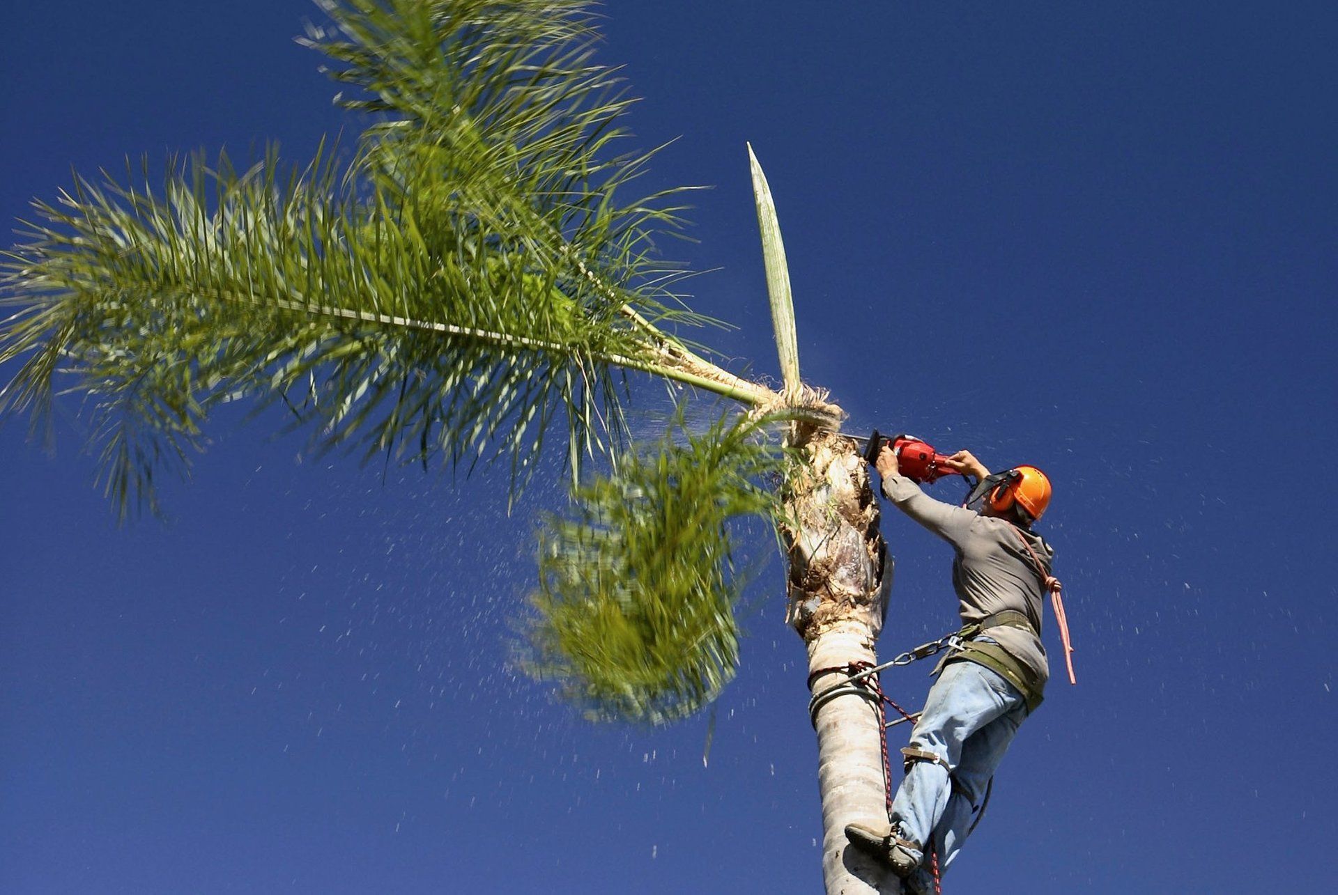 Cutting Tree