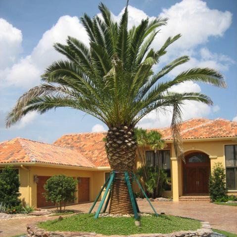 A large palm tree in front of a house