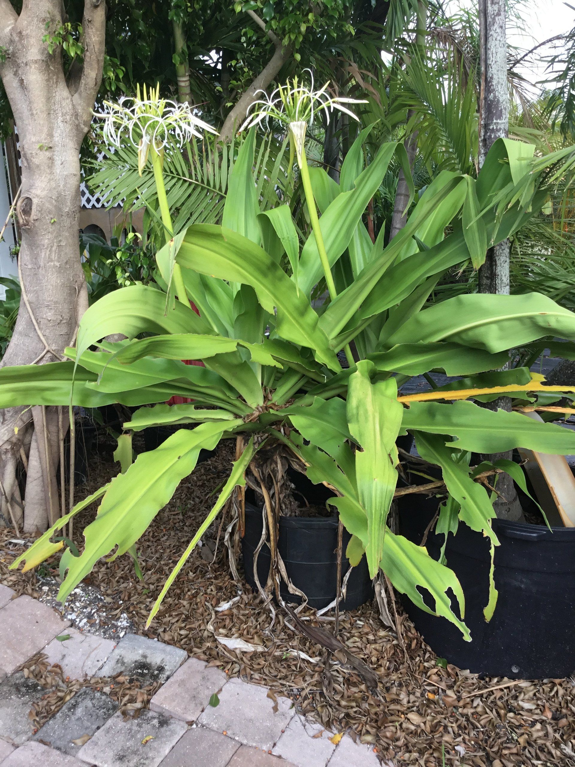 A large plant with a lot of leaves and flowers