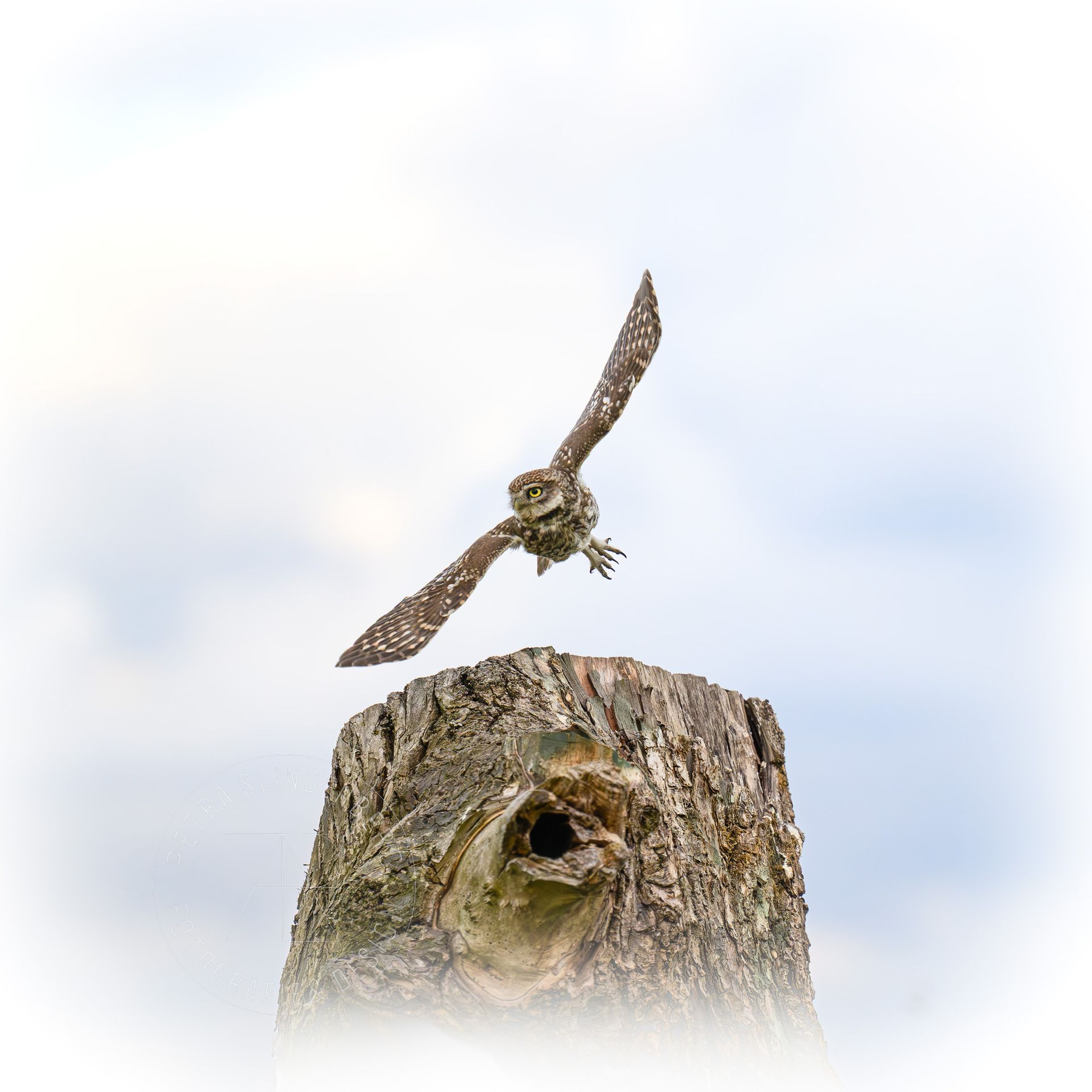 steenuiltje in de vlucht