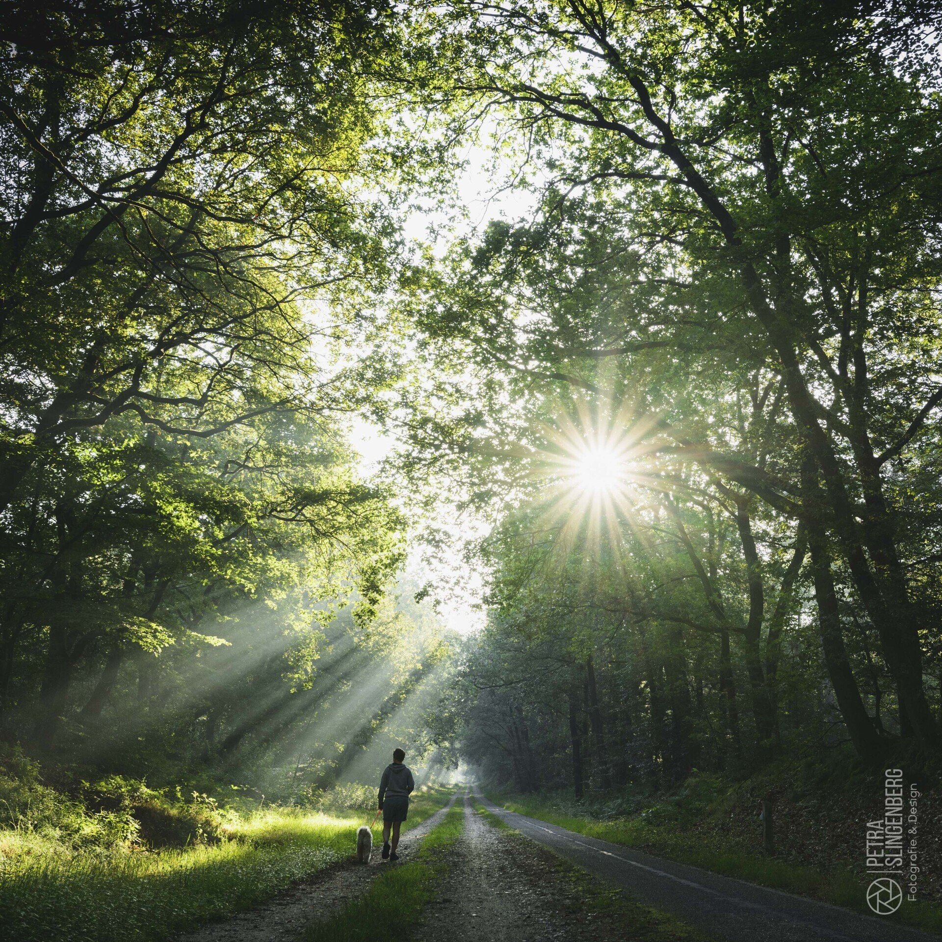 Zonneharpen in het bos die zorgen voor tegenlicht. Wandelen met de hond