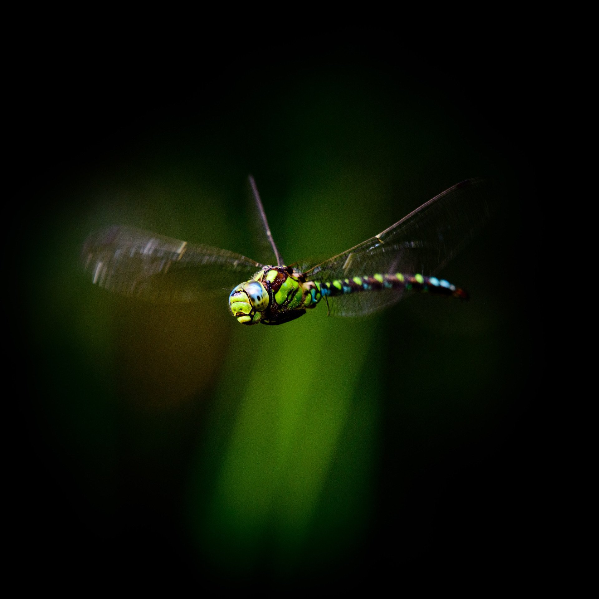 Vliegende libelle kijkt je recht aan