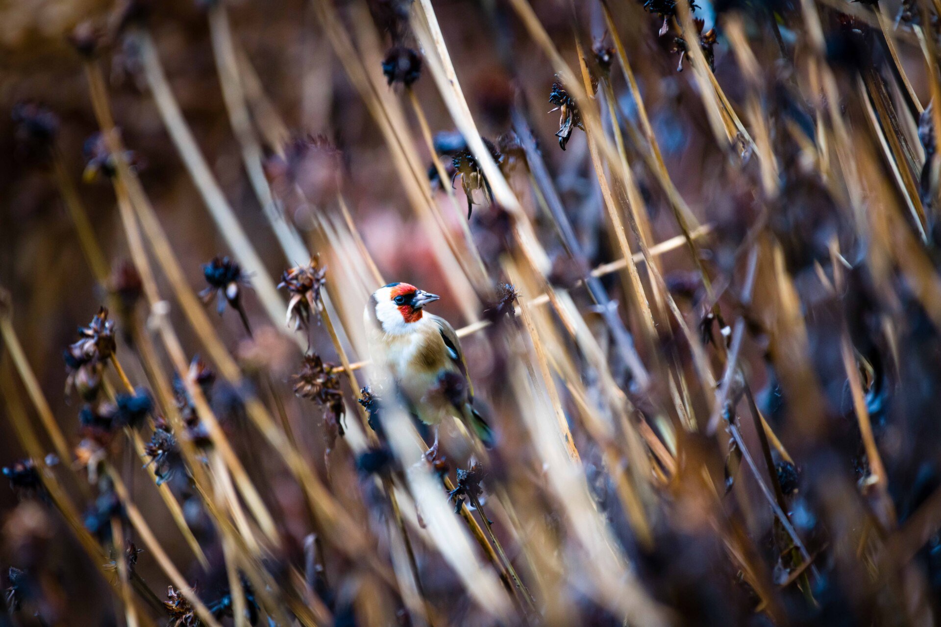 Vrolijke putters in onze achtertuin komen zaden eten