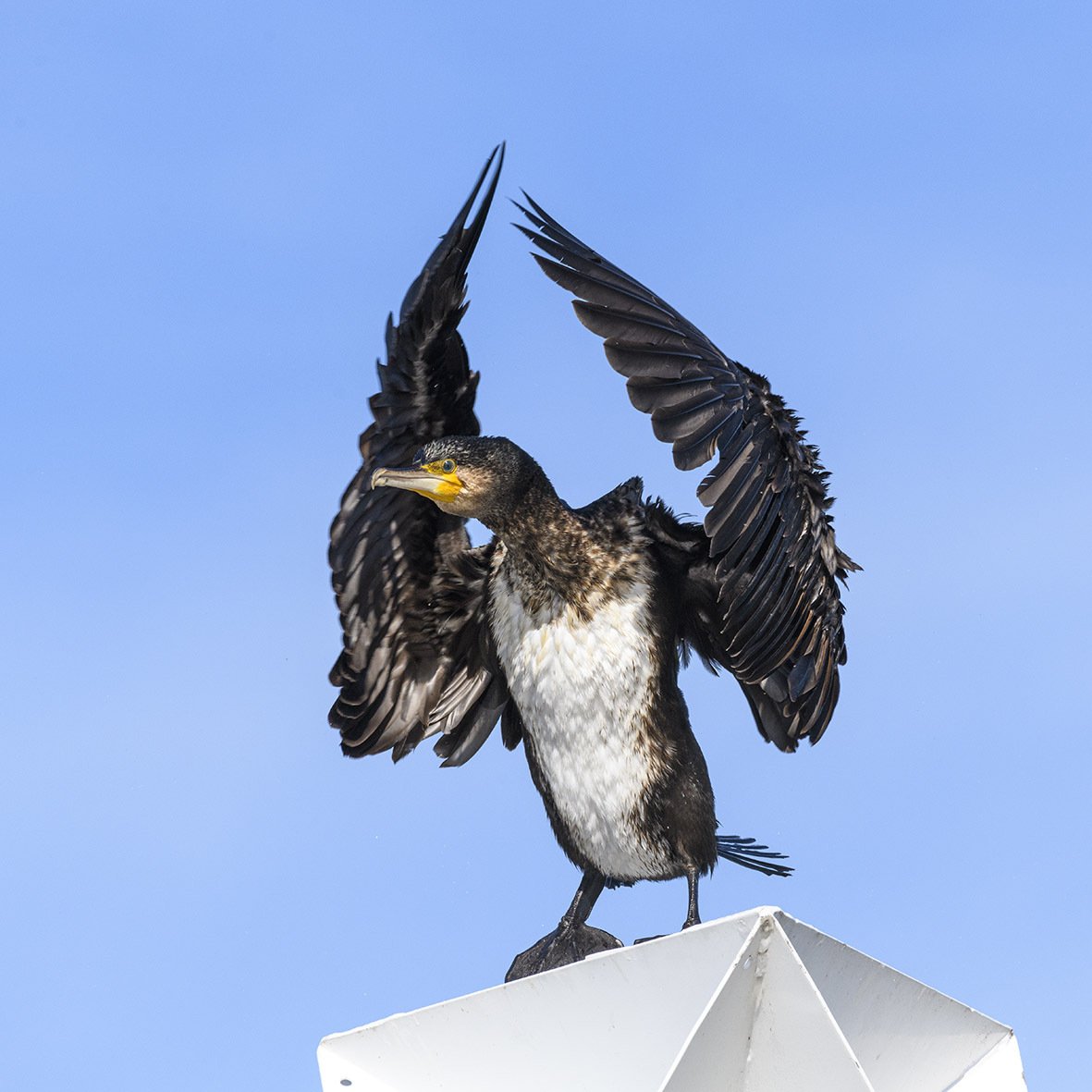 Aalscholver bij het Wemeldingse strandje aan Nationaal Park Oosterschelde