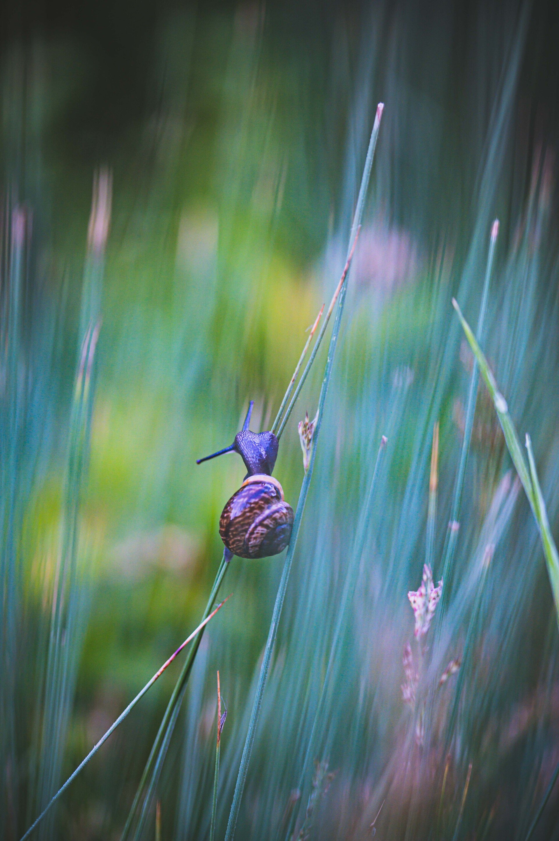 Slak op een graspriet