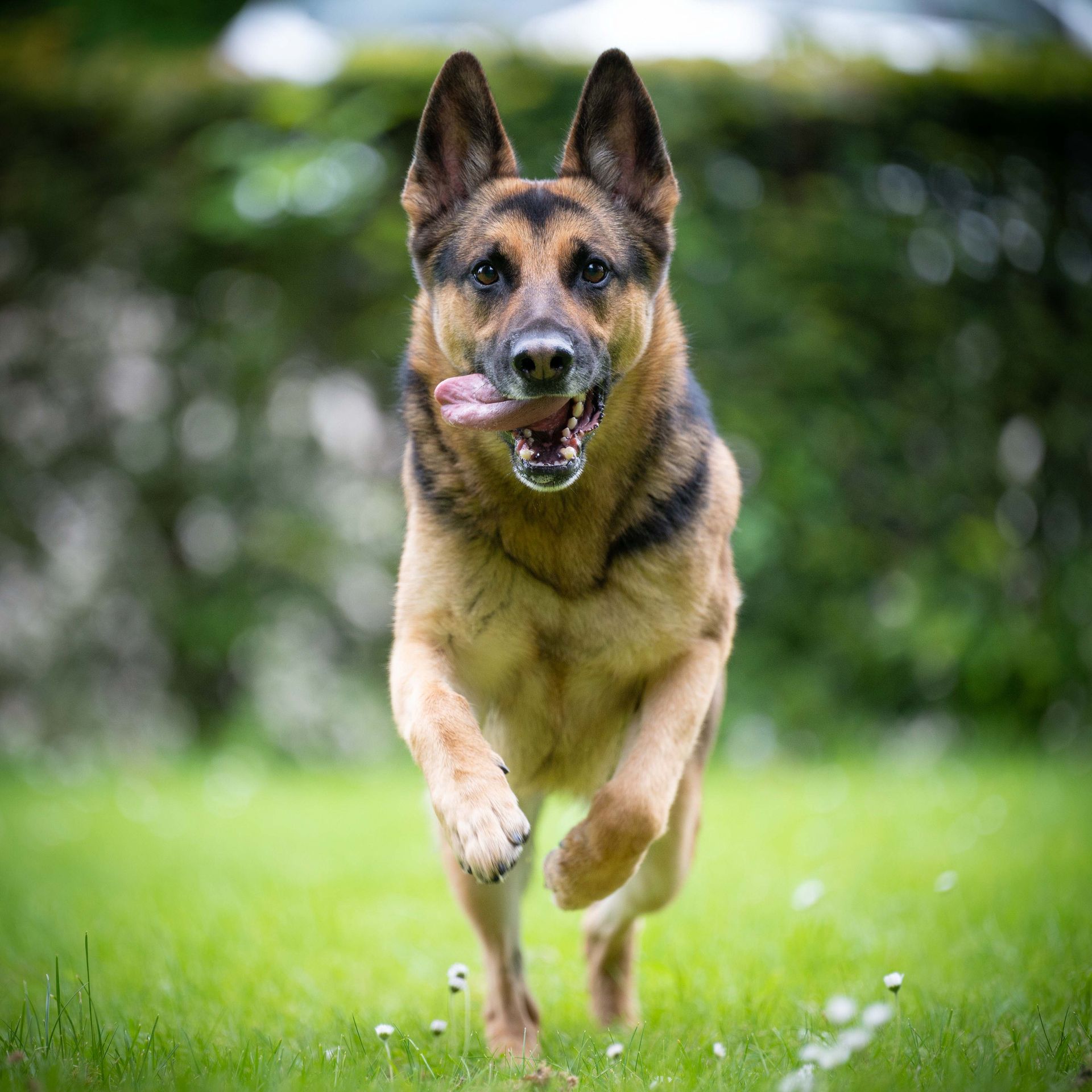 Actiefoto van een herdershond 