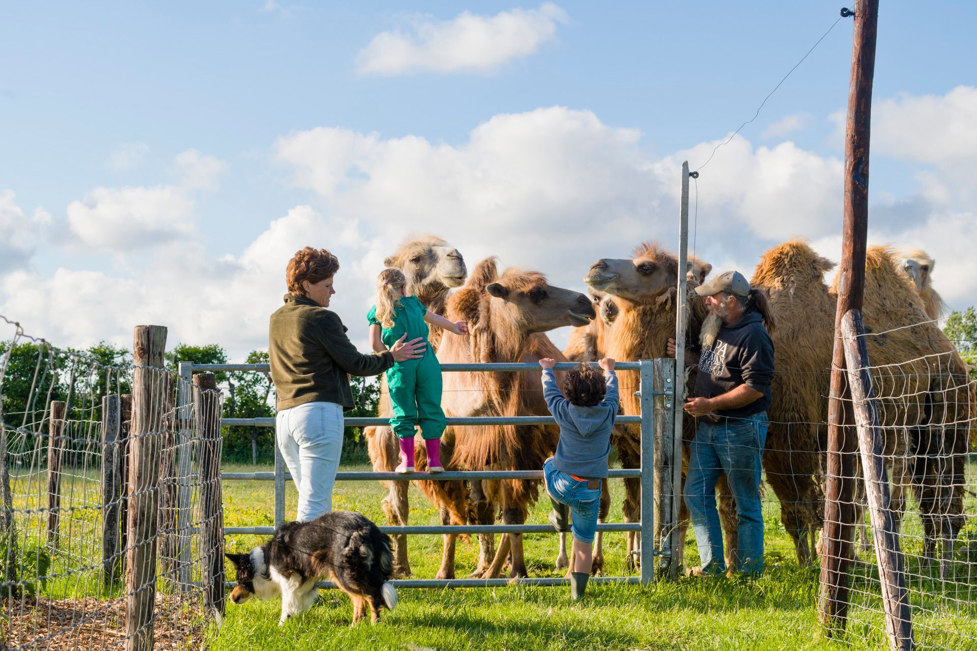 Stockfoto voor de Bloesem van Zeeland, kinderen bezoeken de kamelen bij Hof Keijzersweel