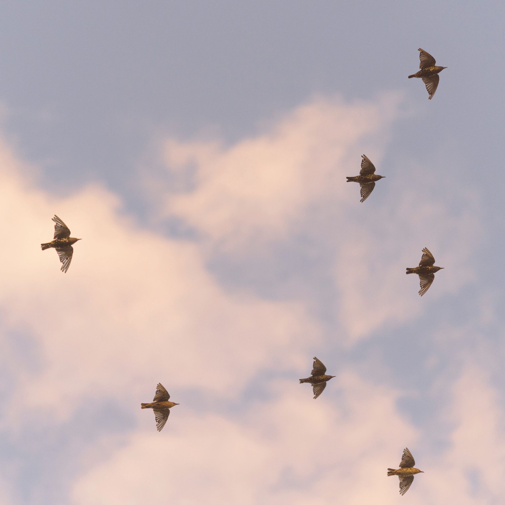 Vogels in de lucht