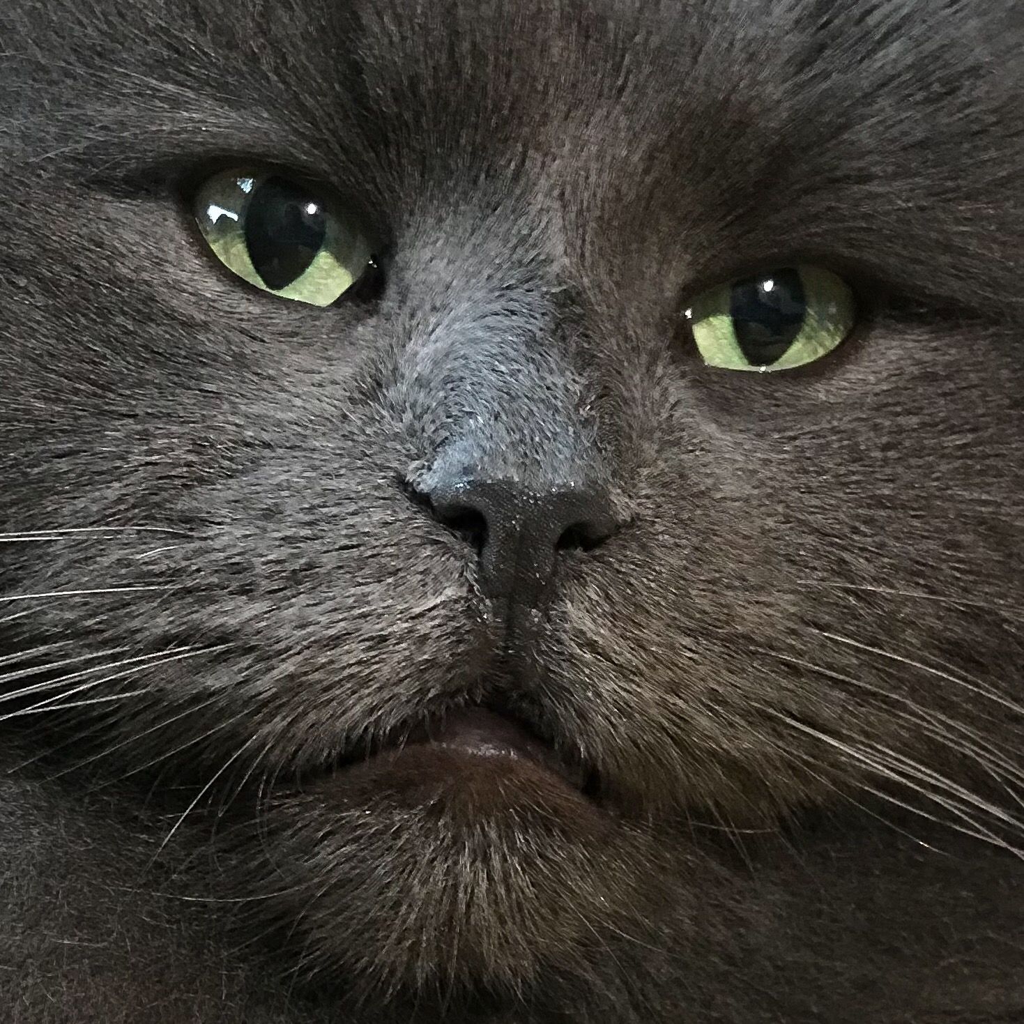kan close up