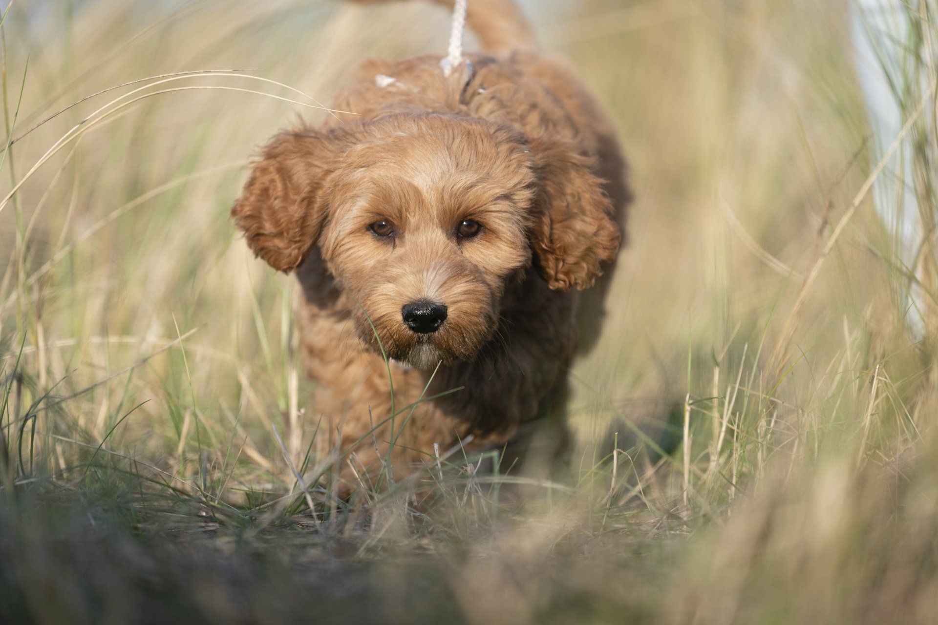 Portret van doodle en puppy Miley