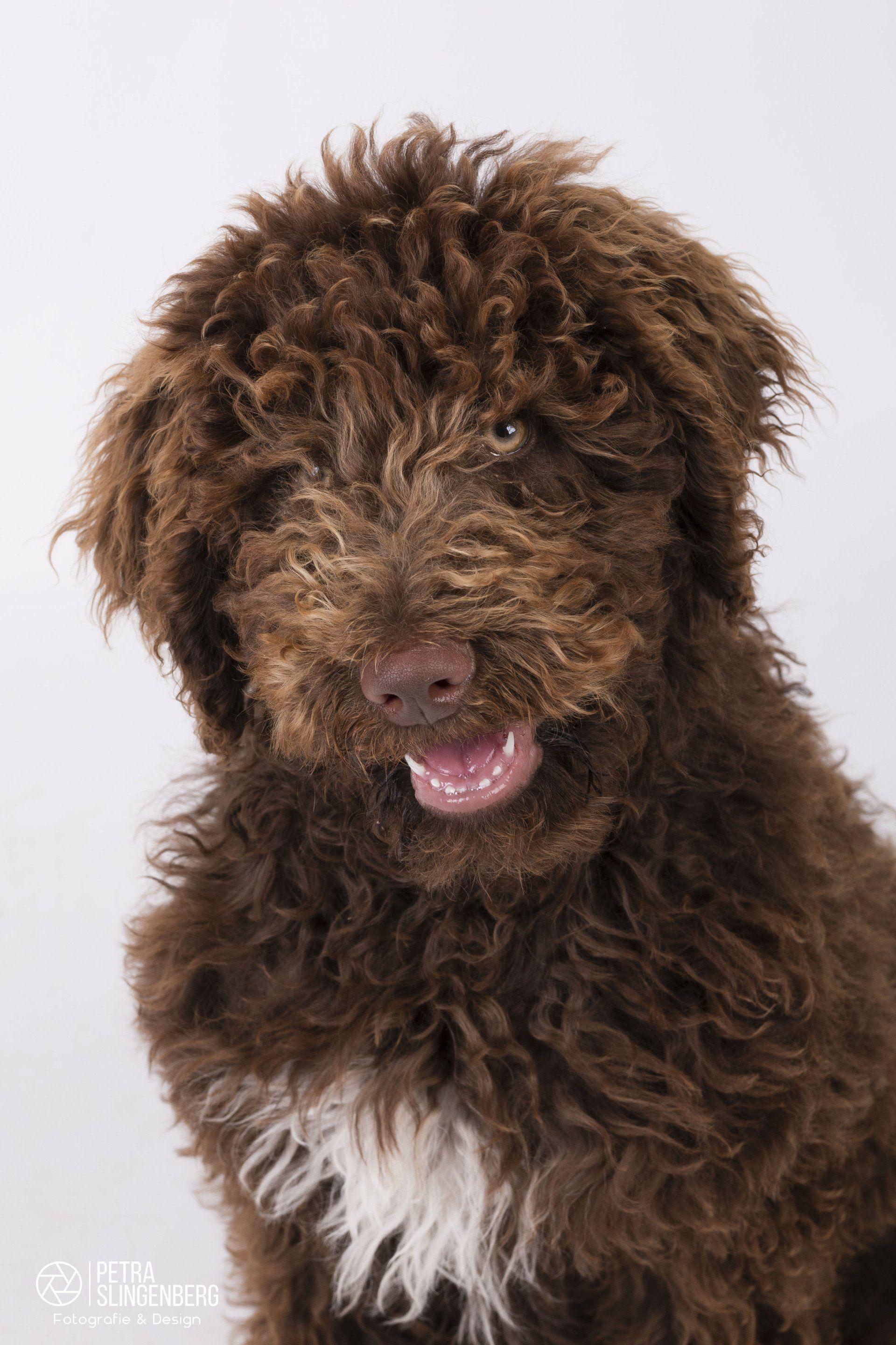 Portret van Labradoodle