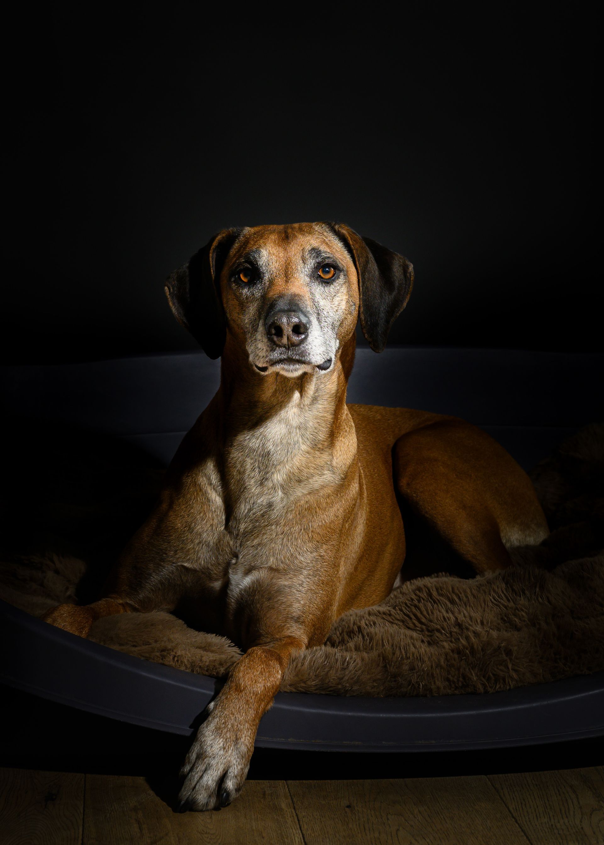 fine art honden portret
