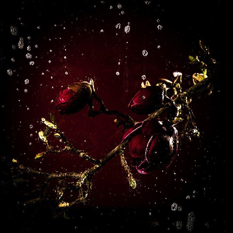 Designfoto van rode rozen achter glas 