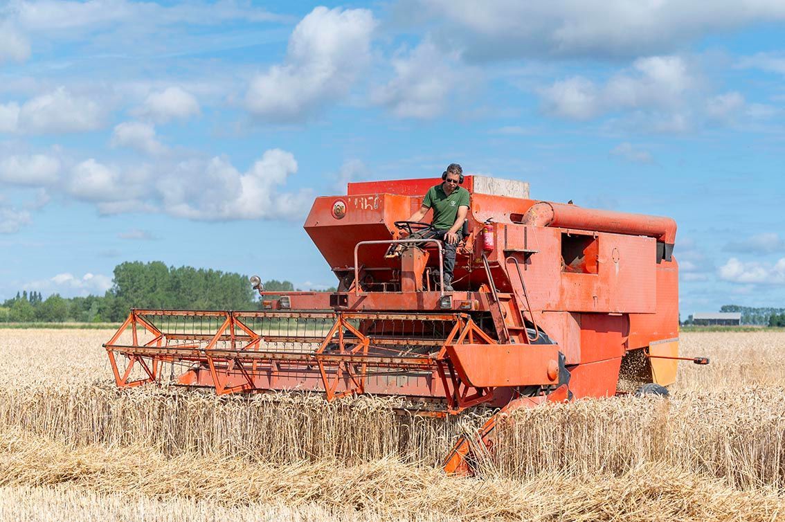 Oogsten met een gerestaureerde combine