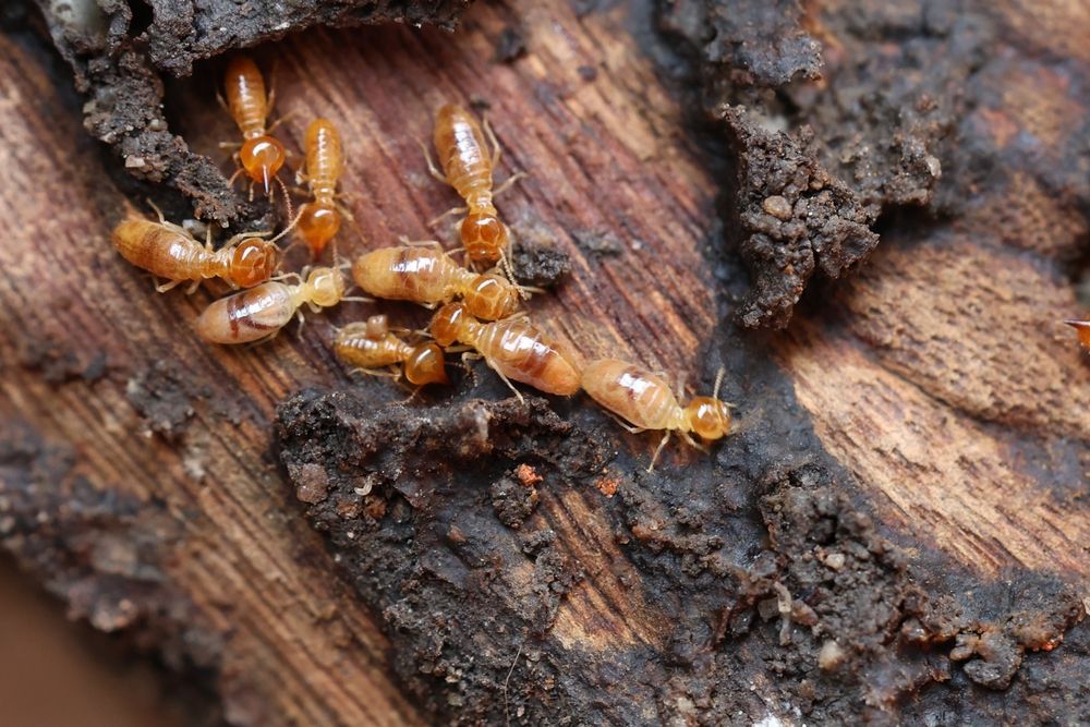 Close-up of orange termites on decaying wood bark