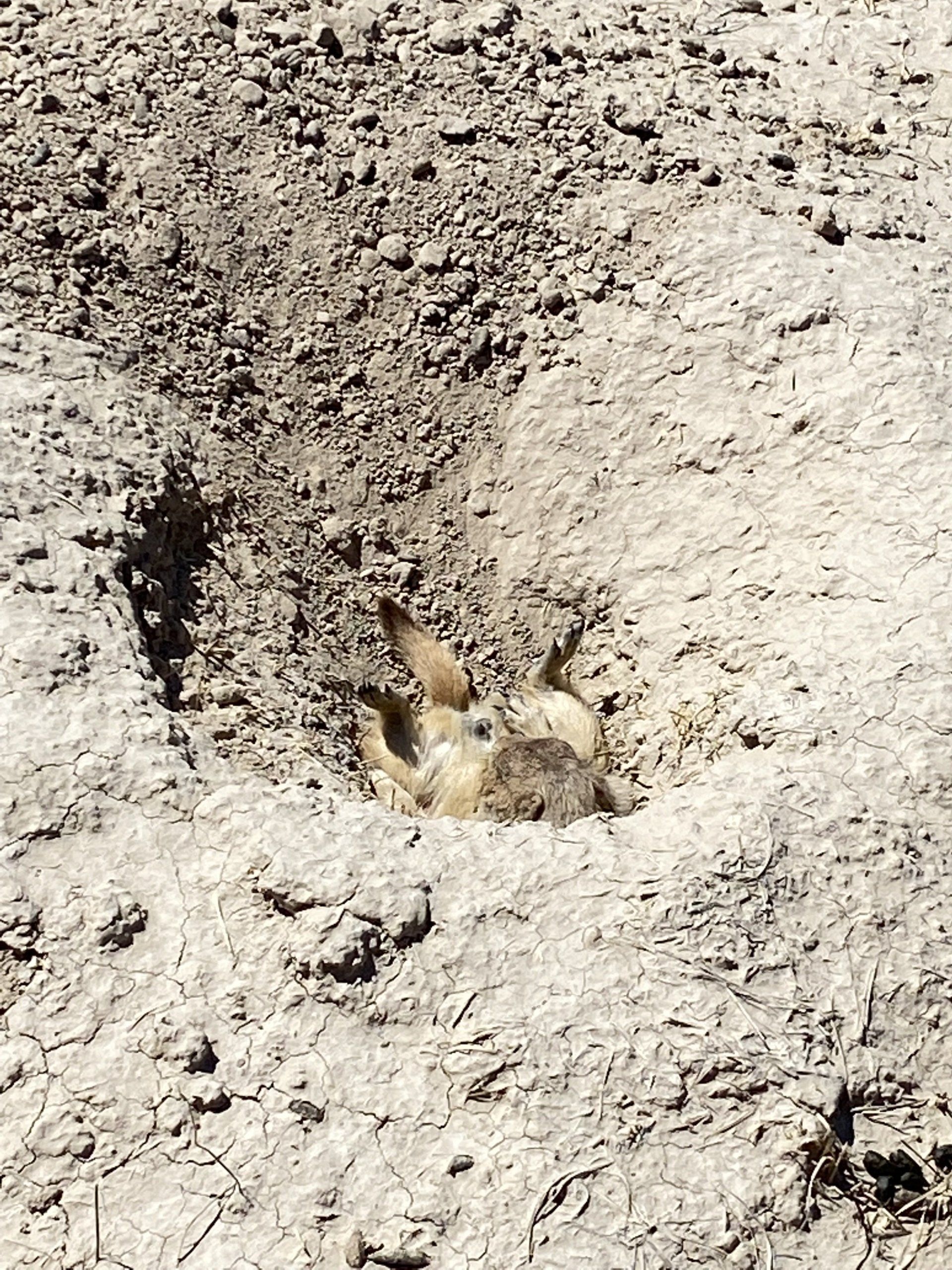 Prairie dog hunting with Sobo's in South Dakota