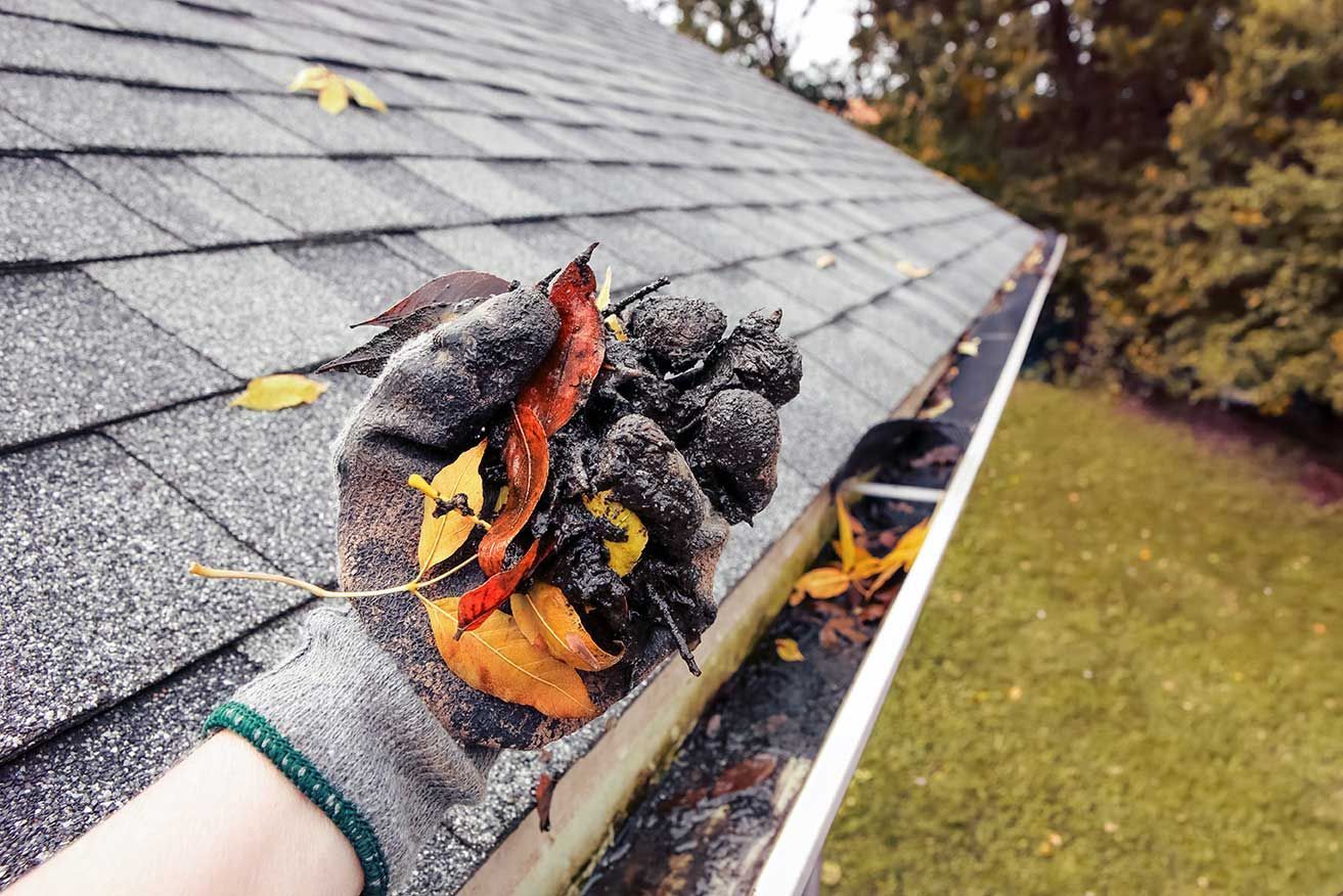 A person is cleaning a gutter with leaves and acorns.
