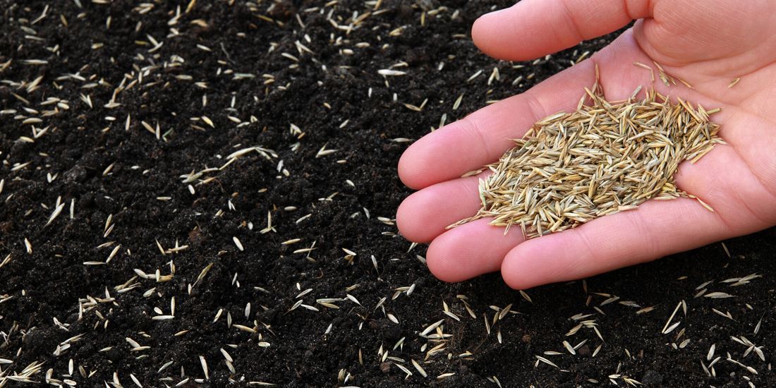 A person is holding a pile of grass seeds in their hand.