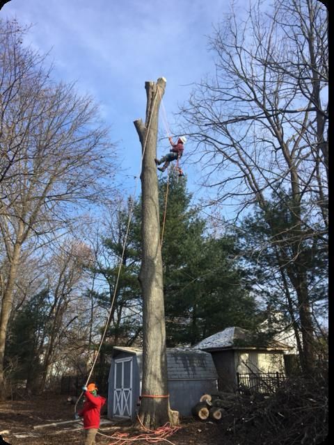 A man is cutting a tree with a chainsaw.