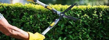 A person is trimming a hedge with a pair of scissors.