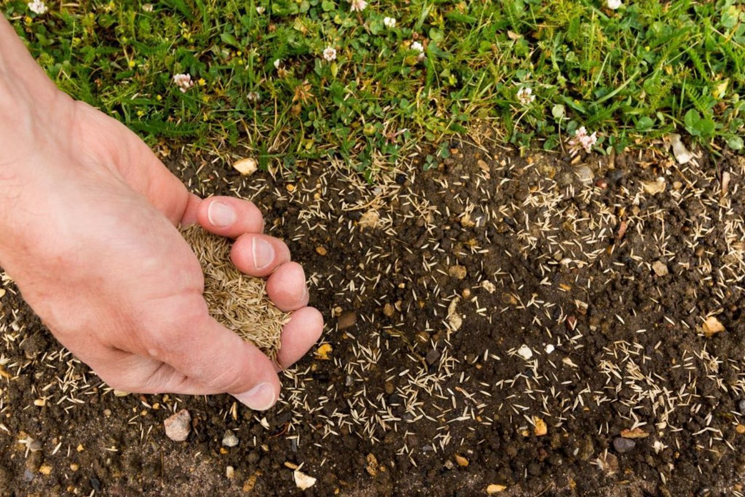A person is spreading grass seeds on the ground.