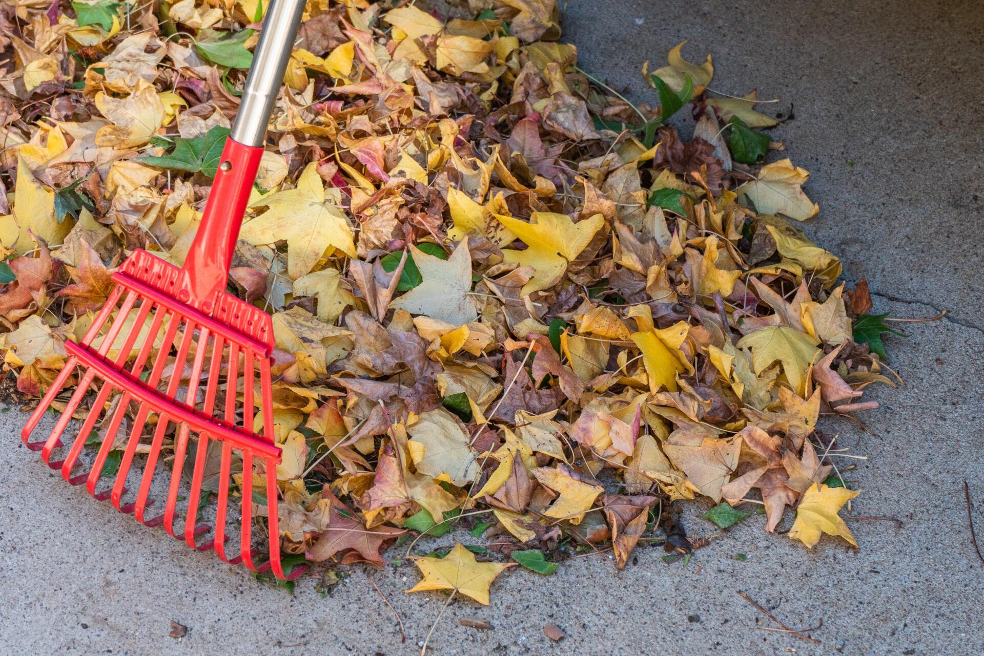 A red rake is sitting on top of a pile of leaves.