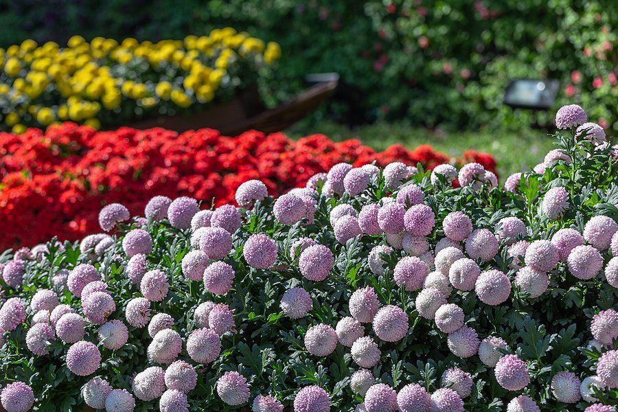 Professional Landscaping Services in Cypress, Texas Professional Landscaping Services in Cypress, Texas