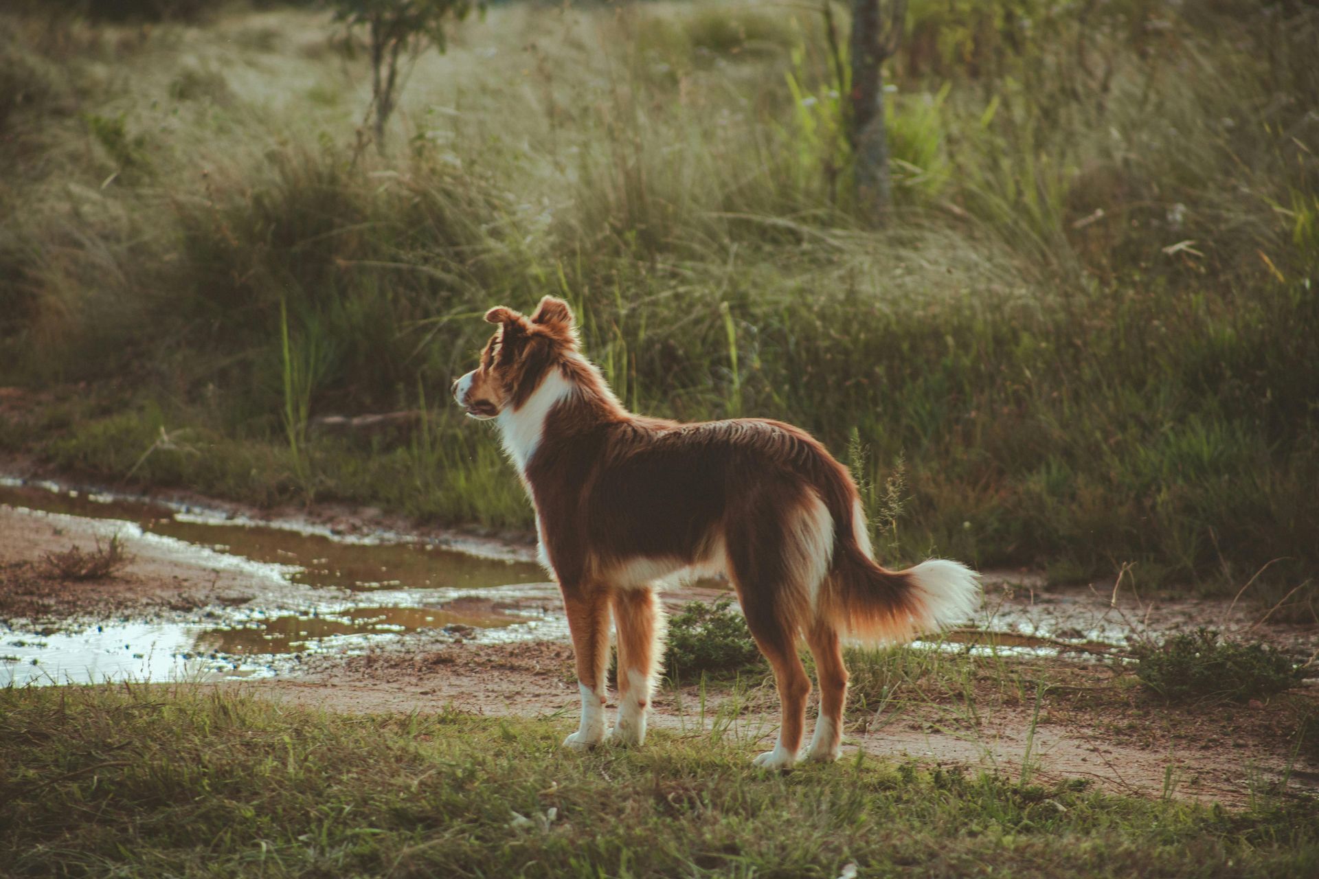 a dog by a river