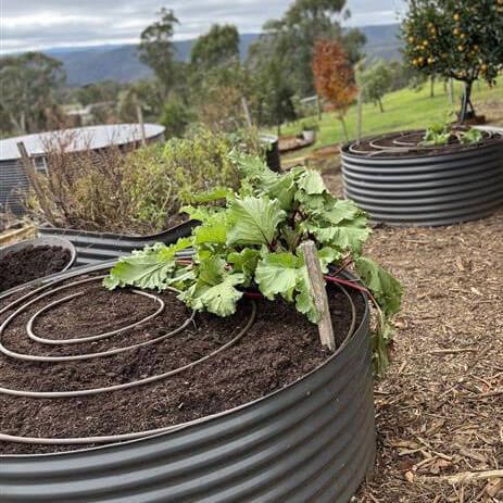 Raised garden beds with leafy greens and coiled irrigation tubing in a rural garden