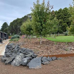 Landscaped garden bed with young tree, rocks, and mulch beside a walkway and green lawn.