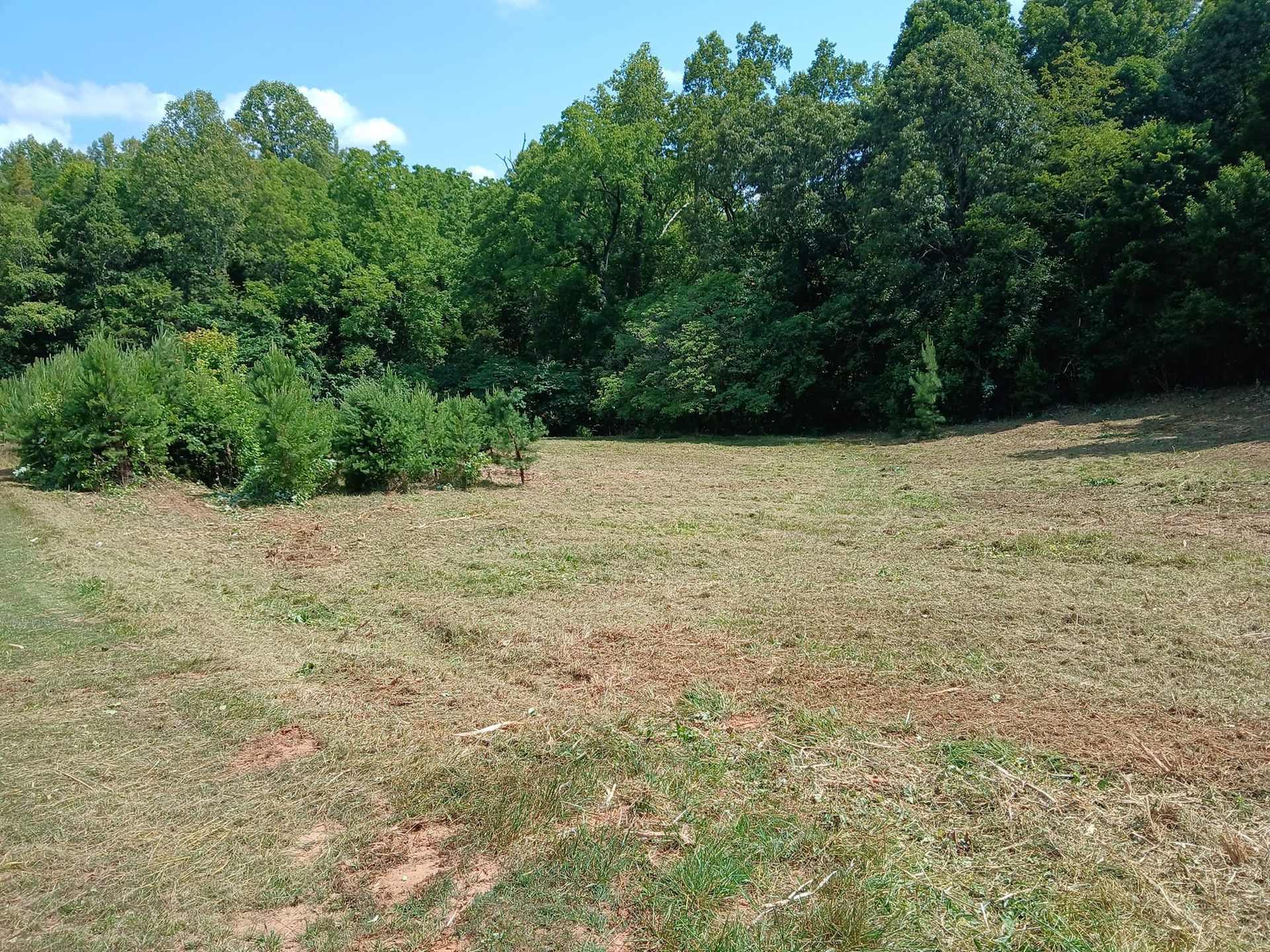 Grassy clearing bordered by dense green trees under a bright sky
