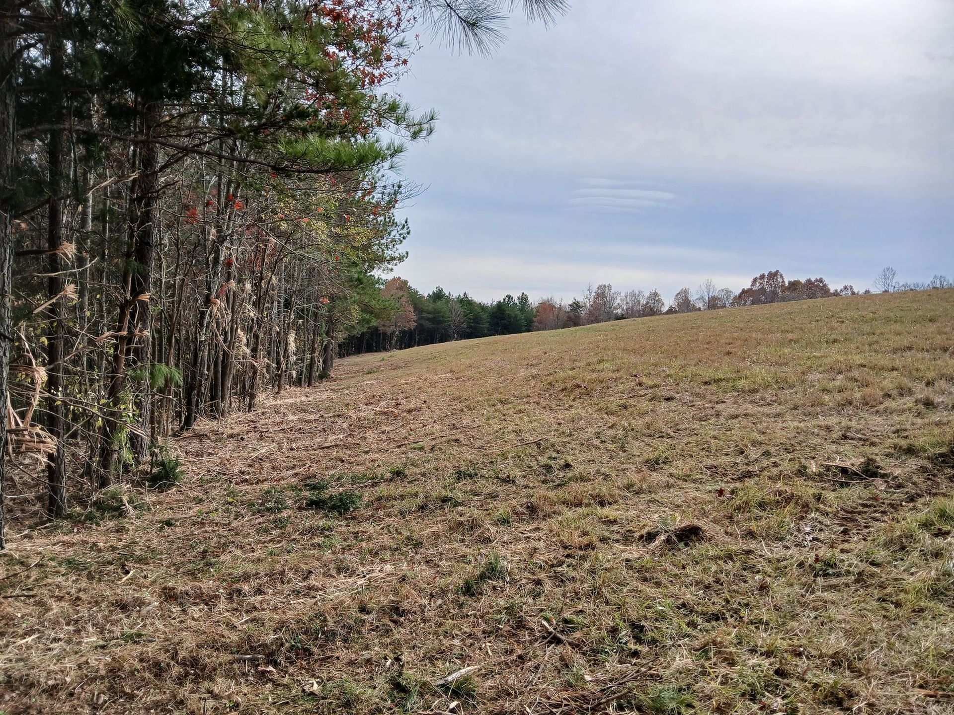 Grassy field beside a line of trees under a cloudy sky