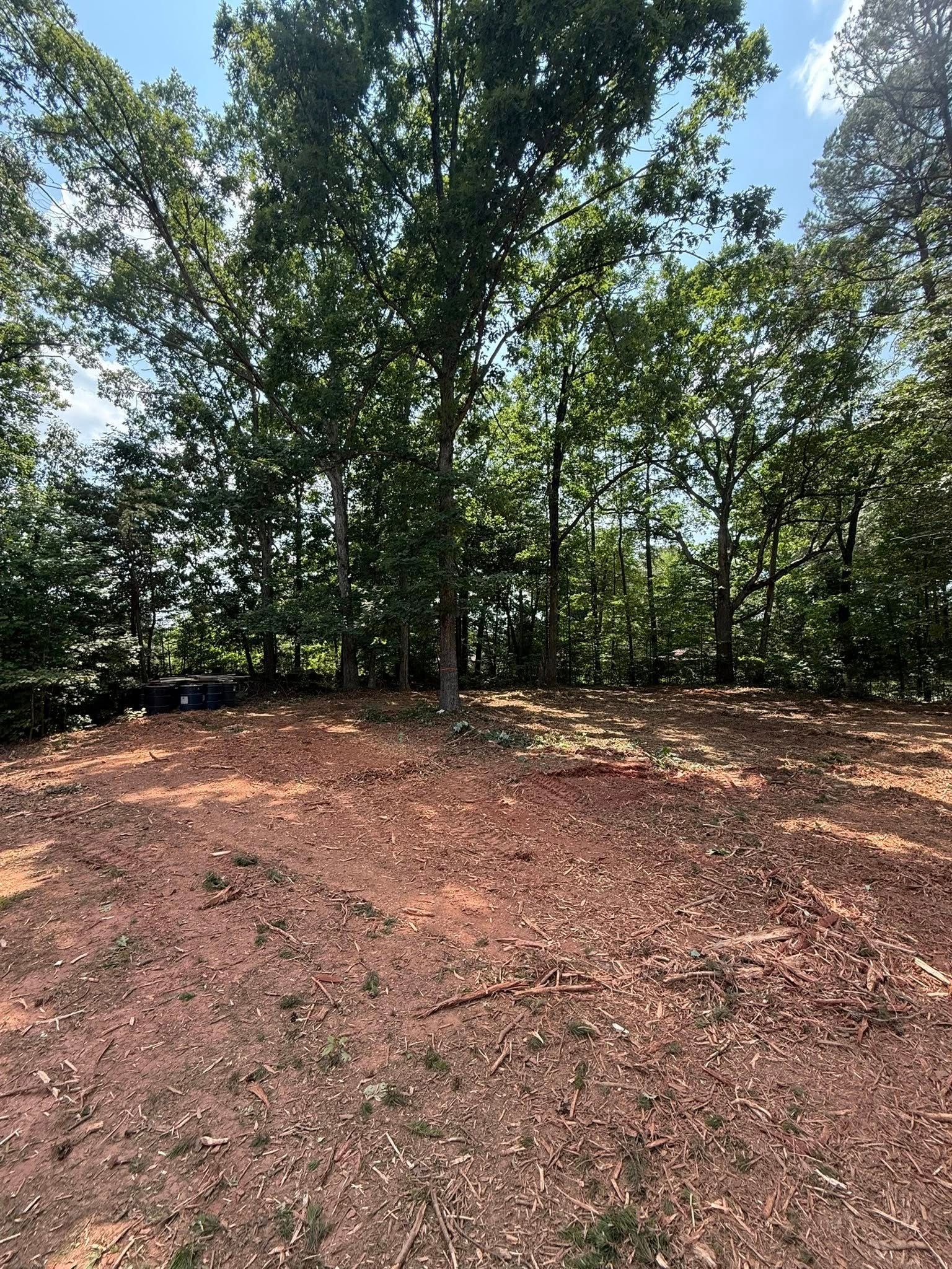 Sunny wooded clearing with bare reddish soil and tall green trees in the background