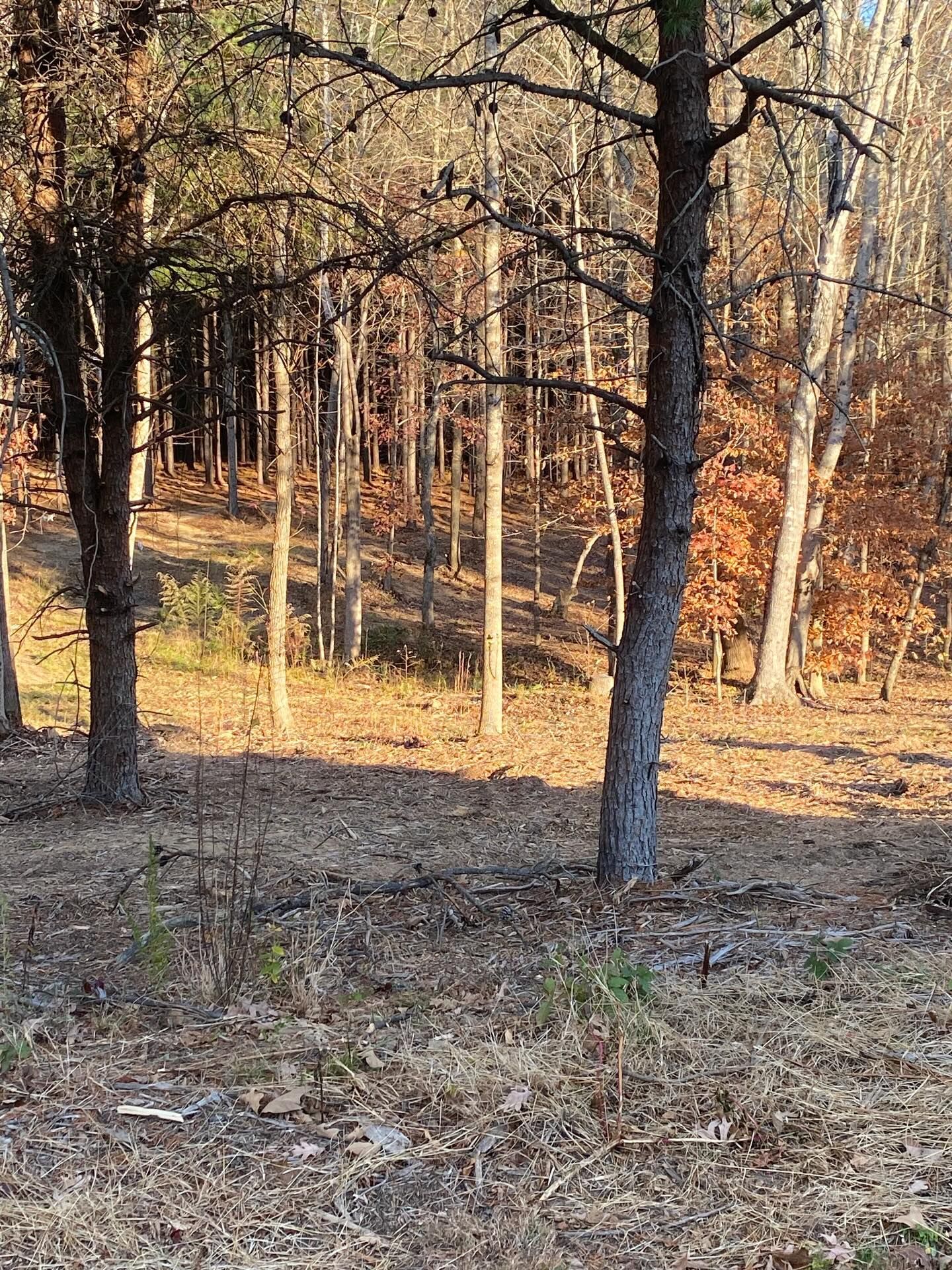 Sparse leafless forest with tall trees and dry brown ground in warm sunlight