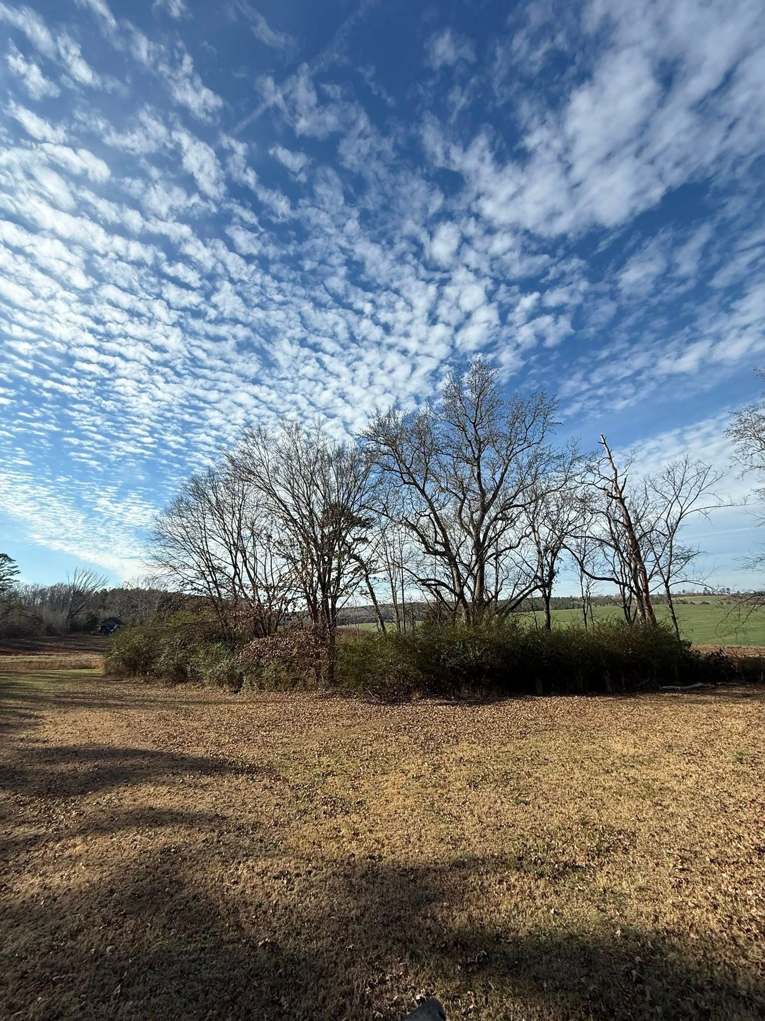 Leafless trees in a grassy field under a bright blue sky with scattered white clouds.
