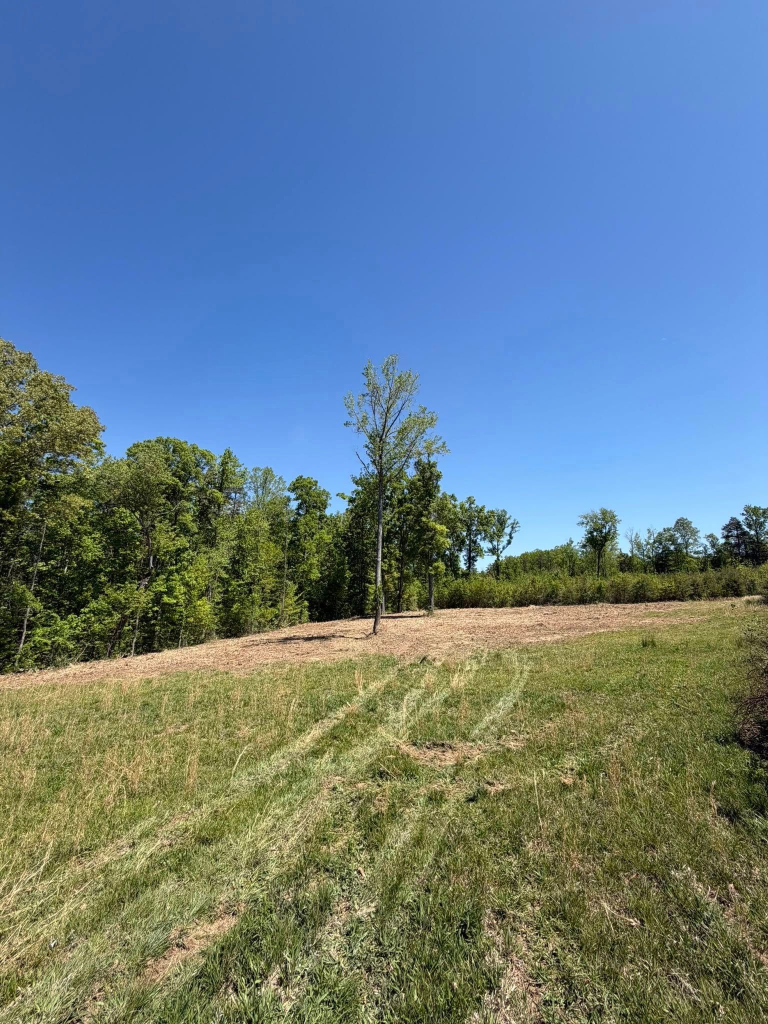 Grassy field with trees under a clear blue sky on a sunny day