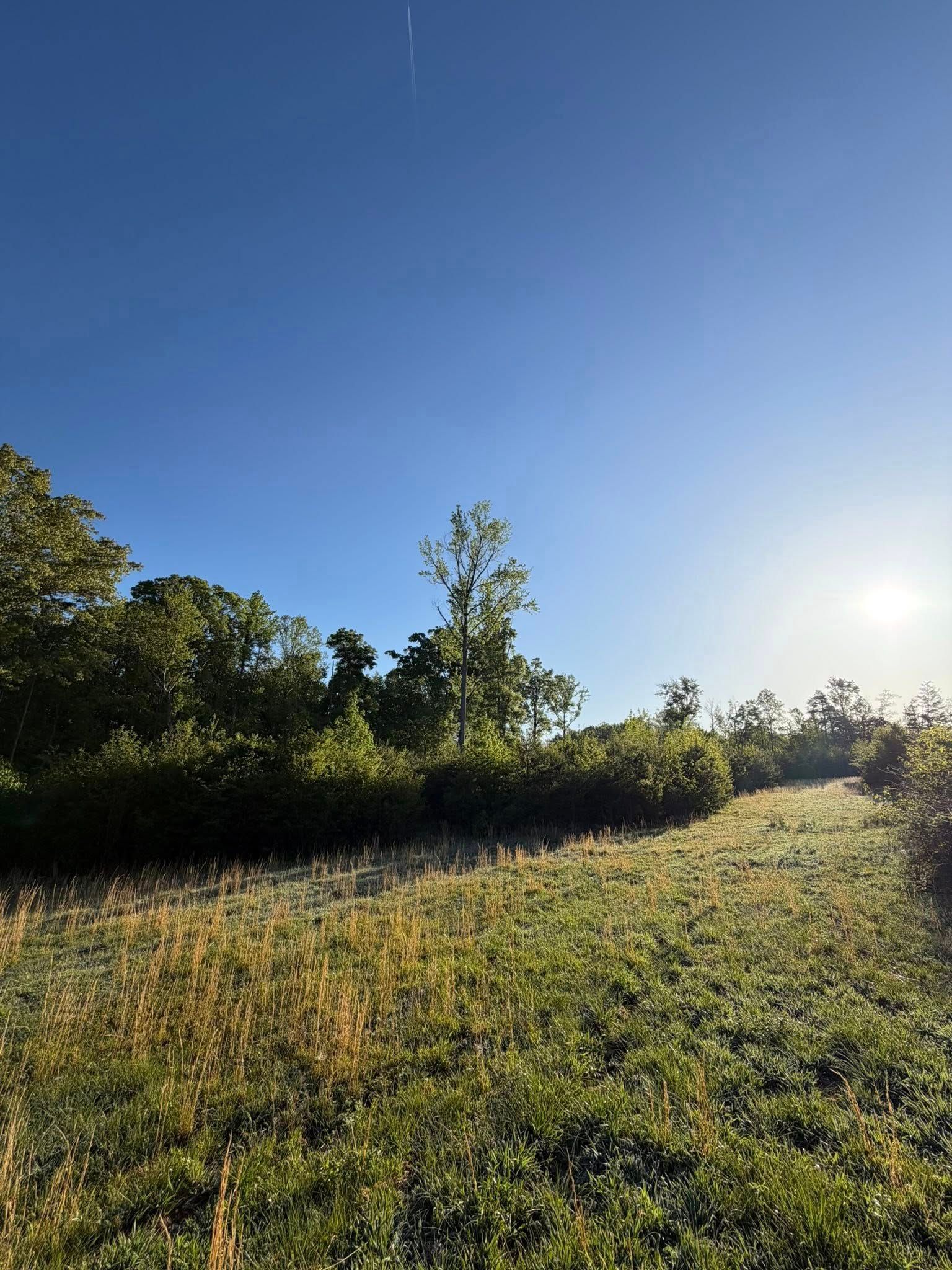 Sunlit grassy field with trees under a clear blue sky at sunrise or sunset