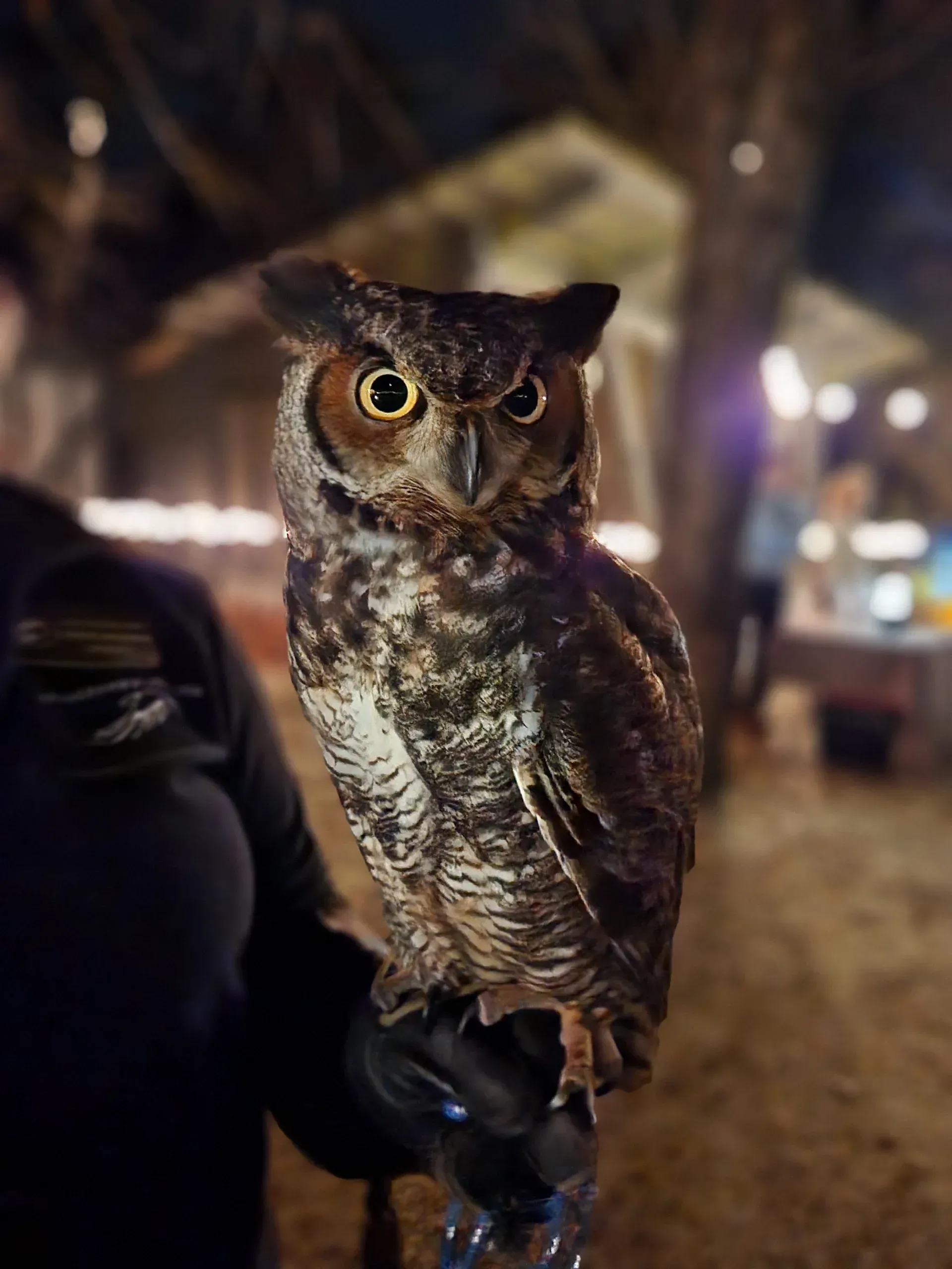 2026-11-12:  Birds of Prey Center for their exclusive 