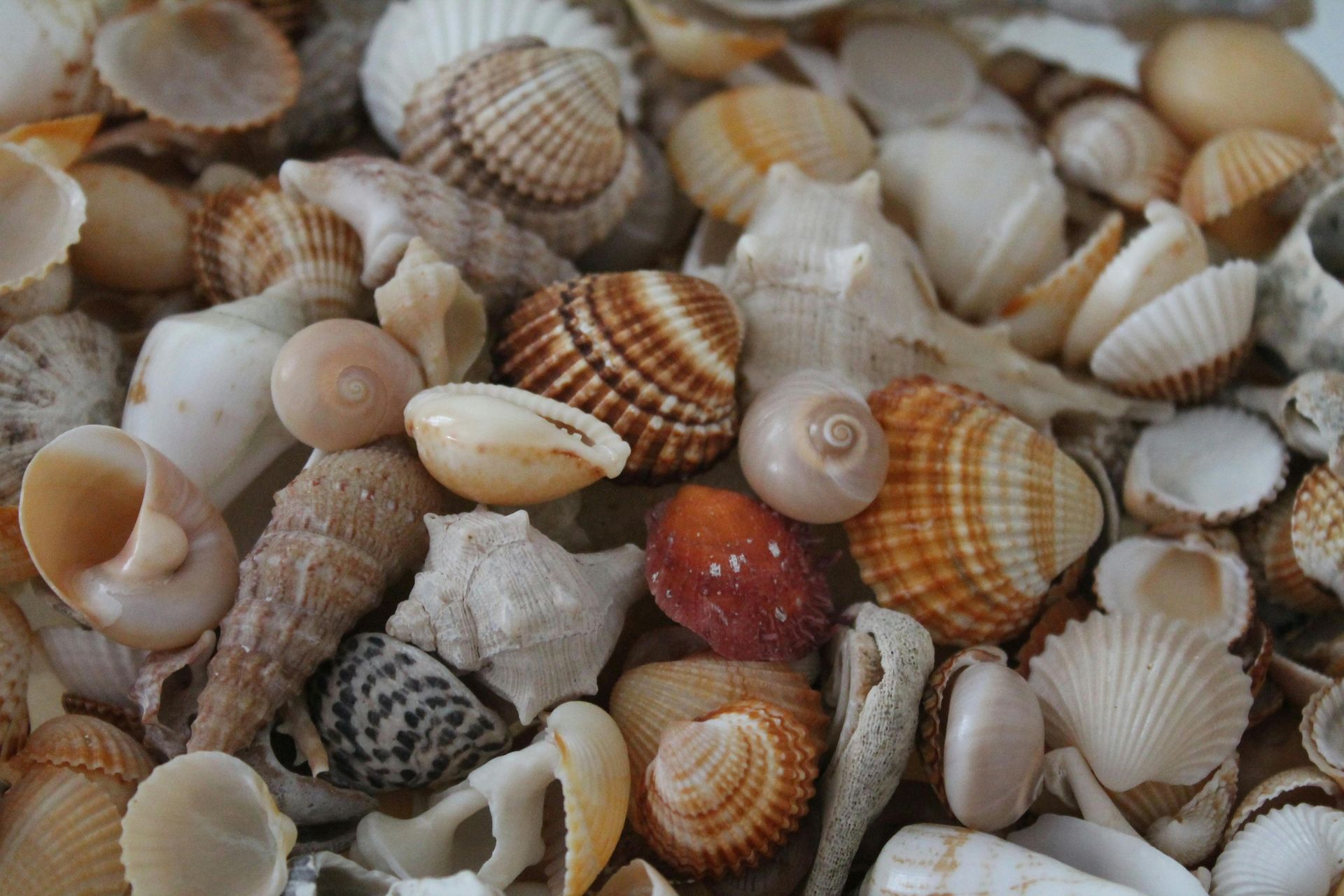 Assortment of seashells, various shapes, sizes, and colors, including white, brown, tan, and orange.