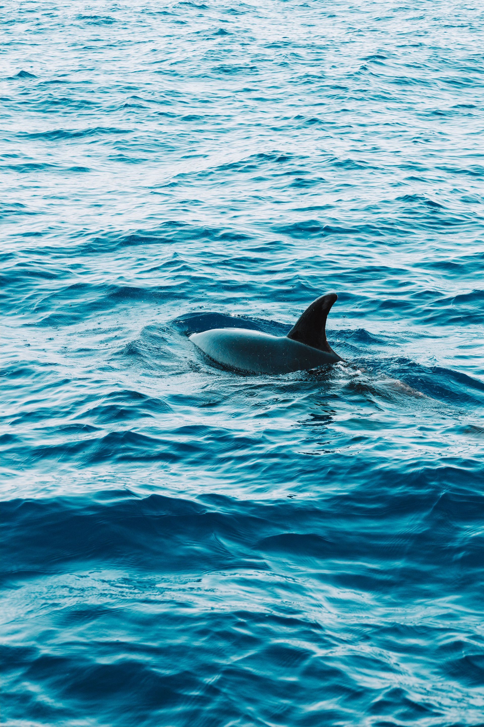 2026-09-21: Dolphin & Island Cruise on a Catamaran, North Myrtle Beach, SC