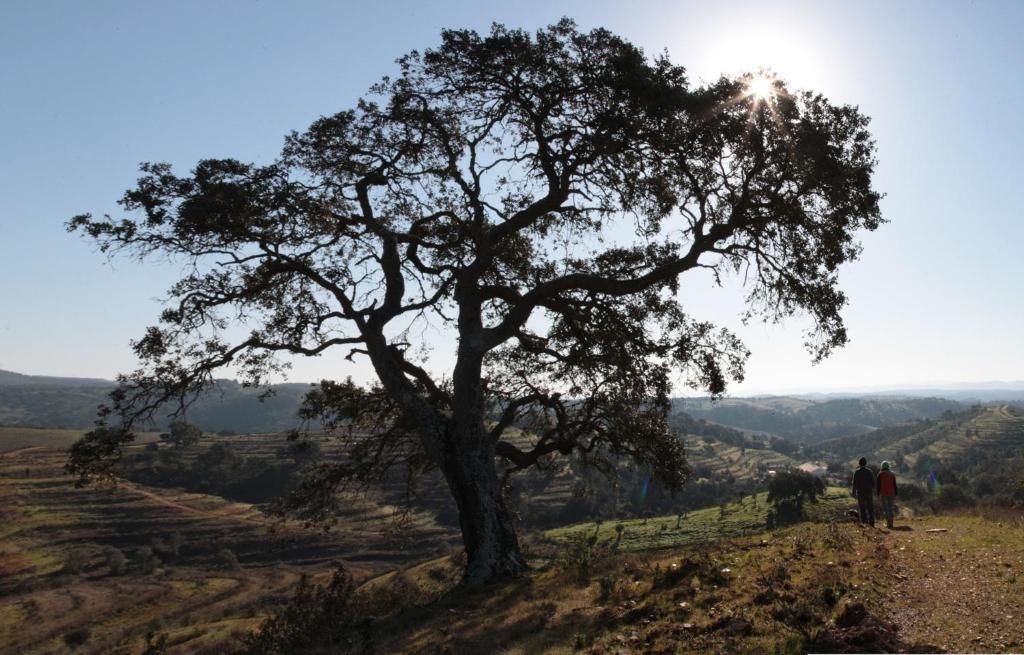 Uma grande árvore recortada contra o sol em uma trilha no alto de uma colina, com colinas onduladas ao longe e duas figuras.