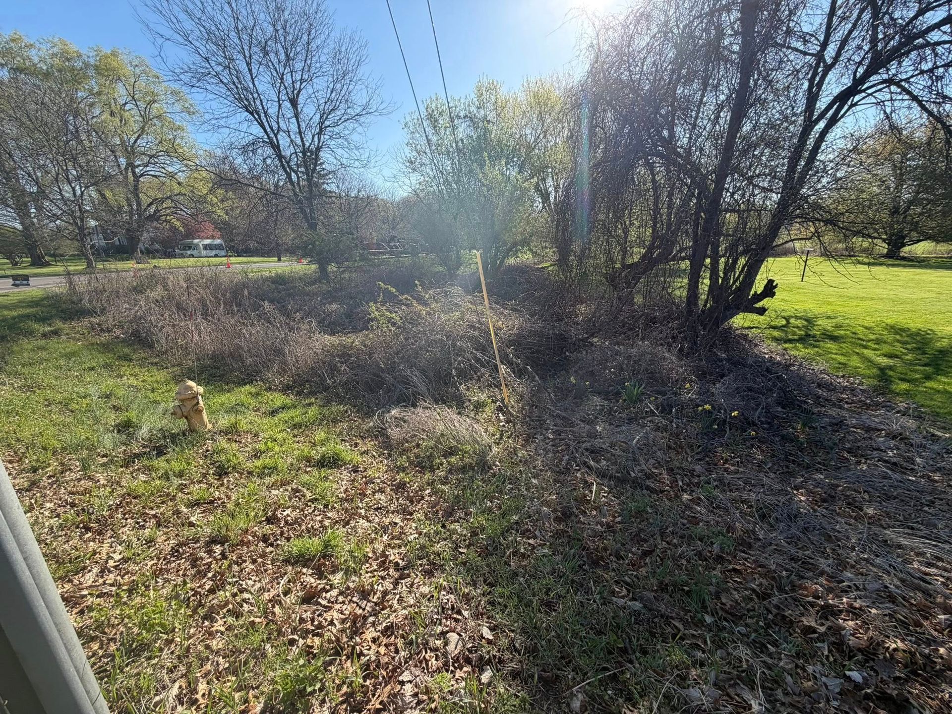 Sunny wooded clearing with trees, brush, and green grass under a bright blue sky