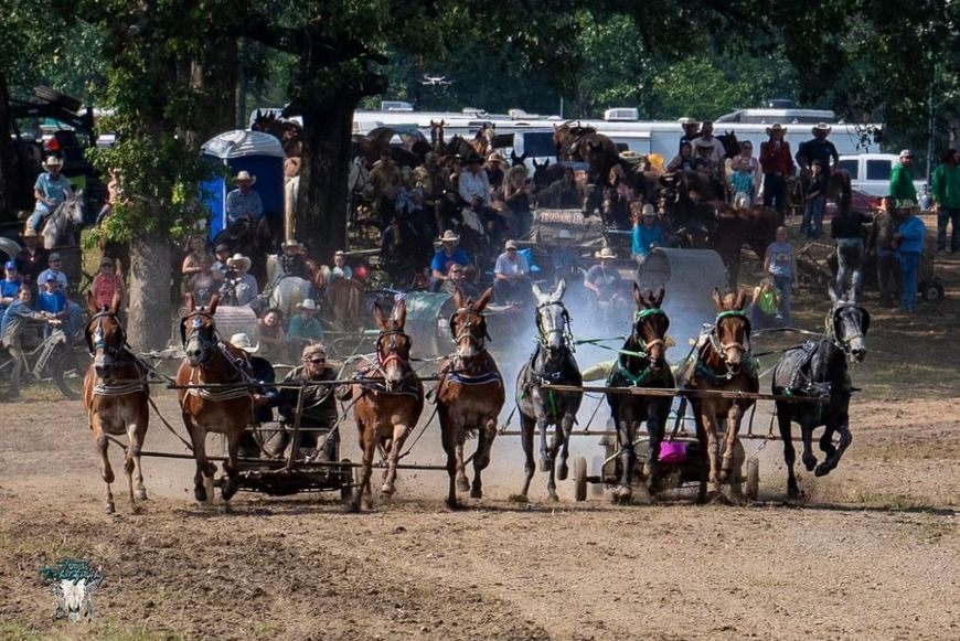 Horse-drawn carts race across a dusty field, with drivers and a crowd watching in the background.
