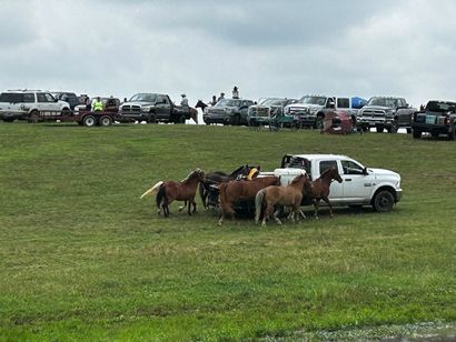Horses crowd around a white pickup truck in a grassy field, with parked vehicles in the background.