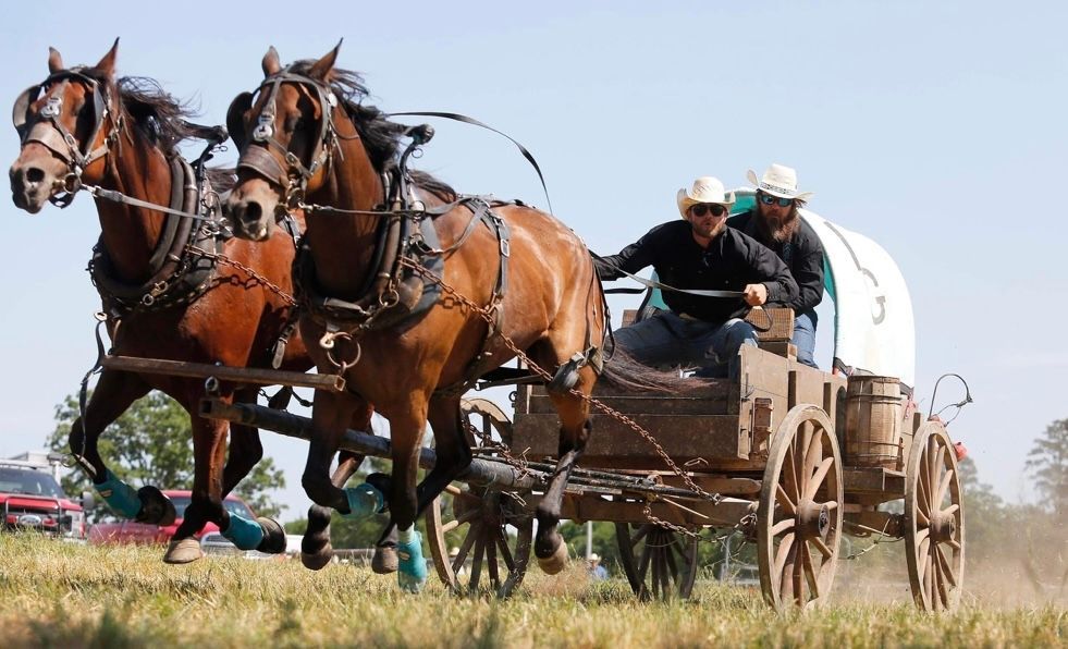Two horses pulling a wagon with two riders racing across a grassy field