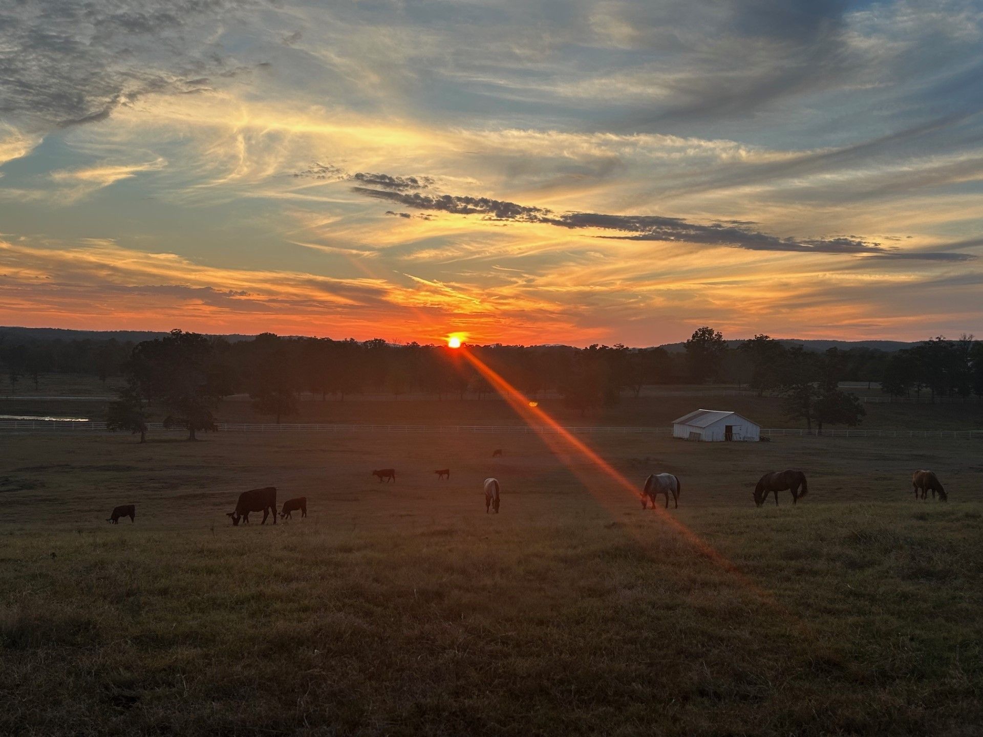 Sunset over a grassy pasture with grazing horses and silhouetted trees beneath streaked clouds
