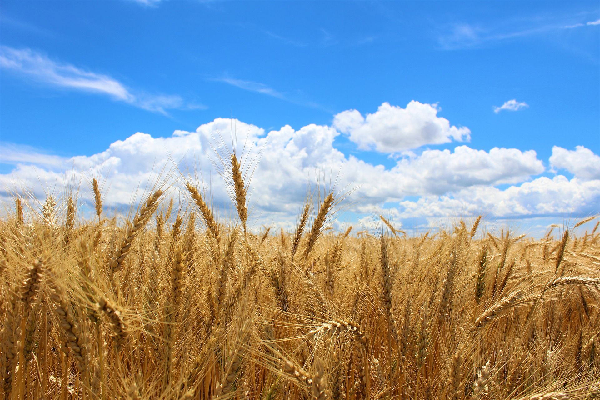 A golden field of ripe wheat under a bright blue sky filled with white, puffy clouds.